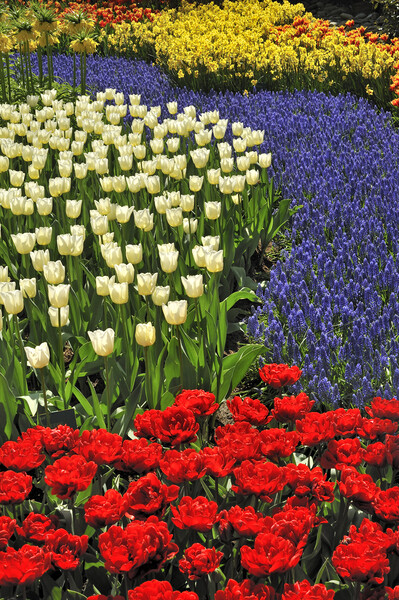 Colourful Flowers at Keukenhof Picture Board by Arterra 
