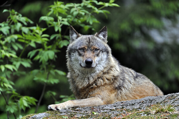 Wolf on Rock in Forest Picture Board by Arterra 
