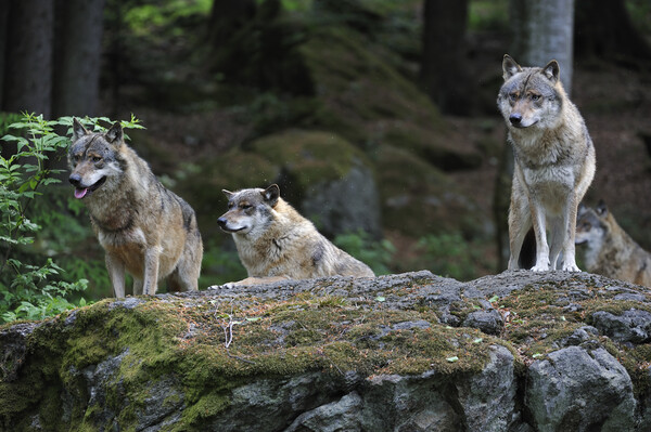 Wolf Pack on Rock in Forest Picture Board by Arterra 