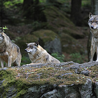 Buy canvas prints of Wolf Pack on Rock in Forest by Arterra 