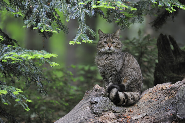 Wild Cat in Pine Forest Picture Board by Arterra 