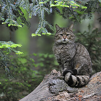 Buy canvas prints of Wild Cat in Pine Forest by Arterra 