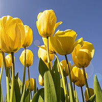 Buy canvas prints of Yellow Tulips in Spring by Arterra 