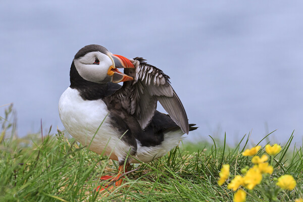 Atlantic Puffin Preening Feathers Picture Board by Arterra 