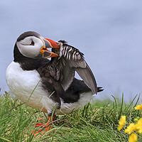Buy canvas prints of Atlantic Puffin Preening Feathers by Arterra 