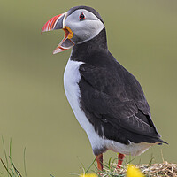 Buy canvas prints of Atlantic Puffin Calling by Arterra 