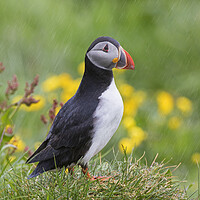 Buy canvas prints of Atlantic Puffin in the Rain by Arterra 