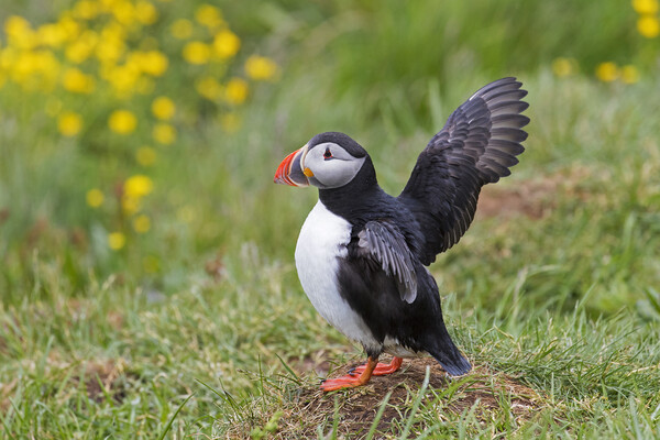 Atlantic Puffin Stretching Wings Picture Board by Arterra 