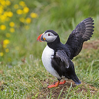 Buy canvas prints of Atlantic Puffin Stretching Wings by Arterra 