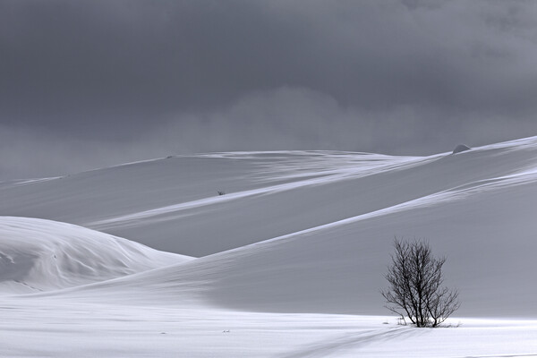 Desolate Tree in the Snow in Winter Picture Board by Arterra 