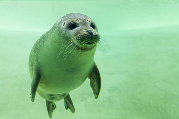 Harbor Seal Swimming Underwater Picture Board by Arterra 
