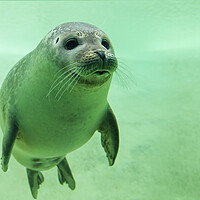 Buy canvas prints of Harbor Seal Swimming Underwater by Arterra 