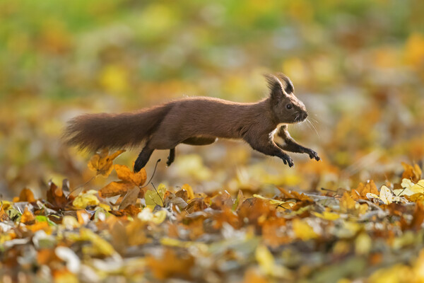 Red Squirrel Leaping in Woodland Picture Board by Arterra 