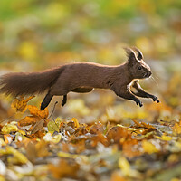 Buy canvas prints of Red Squirrel Leaping in Woodland by Arterra 