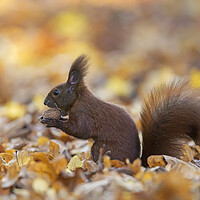 Buy canvas prints of Red Squirrel Eating Nut in Wood by Arterra 