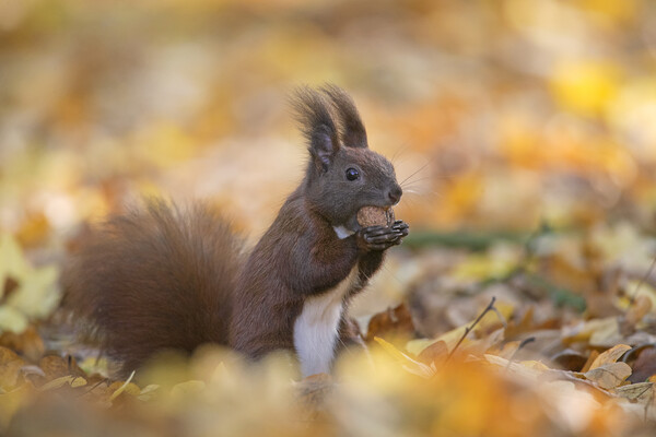 Red Squirrel Eating Walnut in Wood Picture Board by Arterra 
