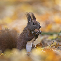 Buy canvas prints of Red Squirrel Eating Walnut in Wood by Arterra 