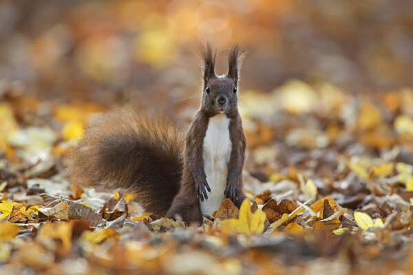 Curious Red Squirrel among Autumn Leaves Picture Board by Arterra 