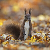 Buy canvas prints of Curious Red Squirrel among Autumn Leaves by Arterra 