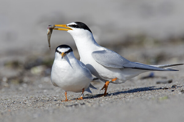Little Terns Displaying on Beach Picture Board by Arterra 