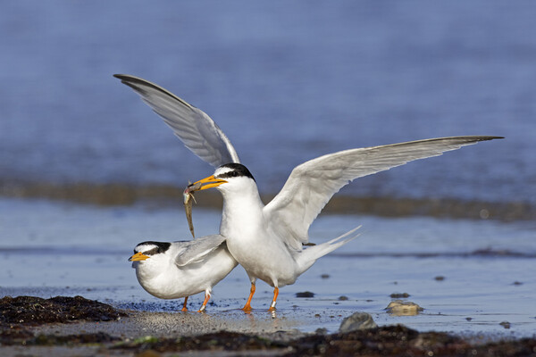 Little Terns Courting on Beach Picture Board by Arterra 