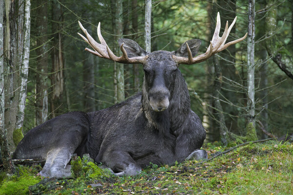 Moose in Boreal Forest Picture Board by Arterra 