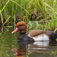 Buy canvas prints of Red-Crested Pochard by Arterra 
