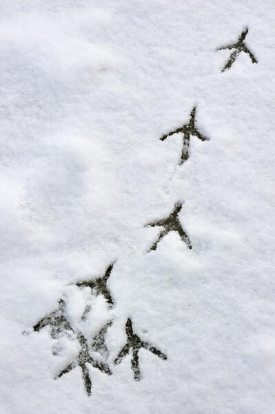 Bird Footprints on Ice in the Snow Picture Board by Arterra 