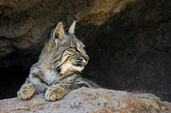 Bobcat in Arizona Picture Board by Arterra 