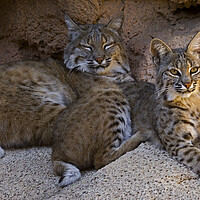 Buy canvas prints of Two Bobcats on Rock by Arterra 