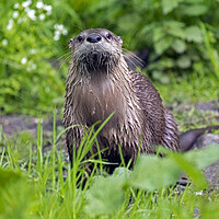 Buy canvas prints of European River Otter on Riverbank by Arterra 