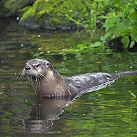 Buy canvas prints of European River Otter Entering Brook by Arterra 