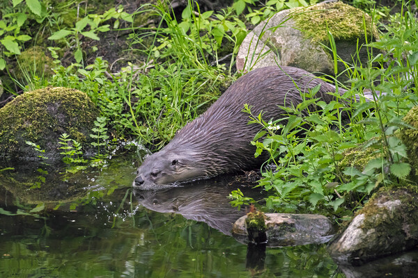 Eurasian Otter Entering Water of Pond Picture Board by Arterra 