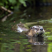 Buy canvas prints of European River Otter Swimming in Stream by Arterra 