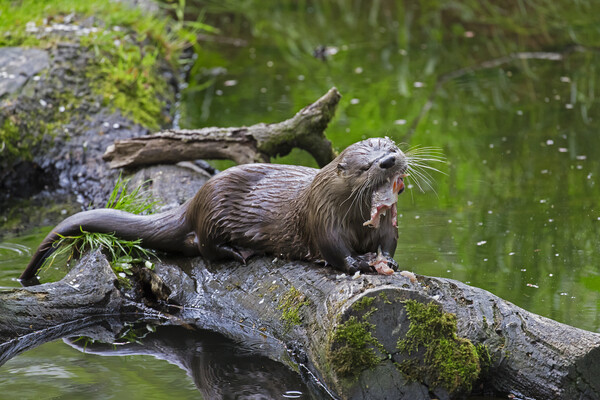 European River Otter Eating Fish Picture Board by Arterra 