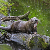 Buy canvas prints of European River Otter Eating Fish by Arterra 