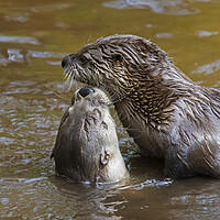 Buy canvas prints of Two European River Otters Greeting in Water by Arterra 