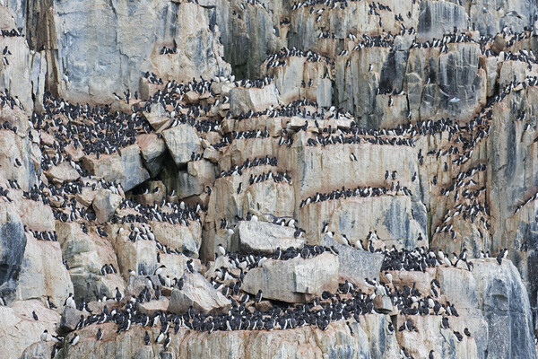 Seabird Colony at Alkefjellet, Svalbard Picture Board by Arterra 