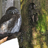 Buy canvas prints of Eurasian Pygmy Owl in Winter by Arterra 