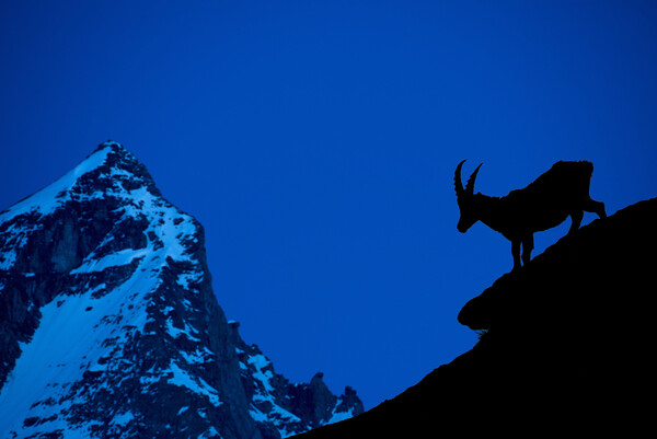 Alpine Ibex Silhouette at Dusk Picture Board by Arterra 