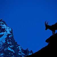 Buy canvas prints of Alpine Ibex Silhouette at Dusk by Arterra 