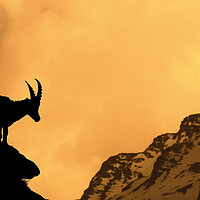Buy canvas prints of Alpine Ibex Silhouette at Sunset by Arterra 