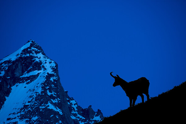 Chamois Silhouette at Dusk in the Alps Picture Board by Arterra 