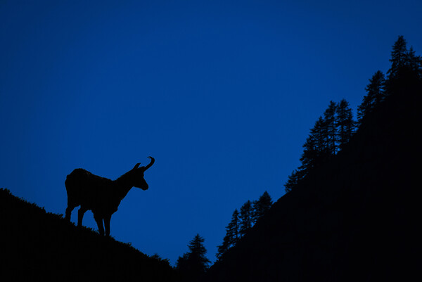 Chamois and Forest Silhouette at Dusk Picture Board by Arterra 