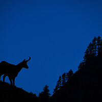 Buy canvas prints of Chamois and Forest Silhouette at Dusk by Arterra 