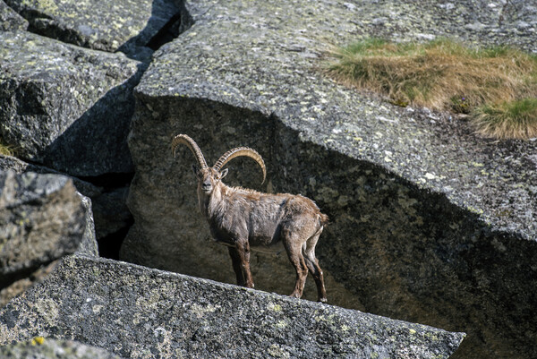 Alpine Ibex in Rock Face Picture Board by Arterra 