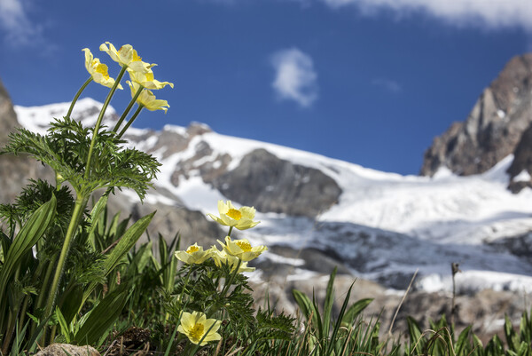 Yellow Alpine Pasqueflowers in the Alps Picture Board by Arterra 