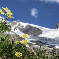 Buy canvas prints of Yellow Alpine Pasqueflowers in the Alps by Arterra 