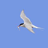 Buy canvas prints of Arctic Tern in Flight with Fish by Arterra 