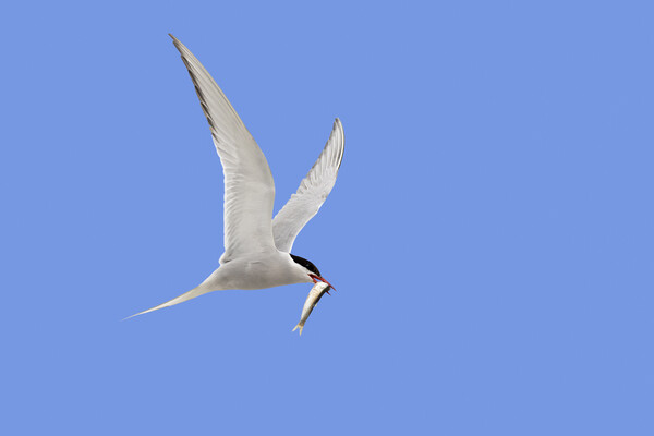 Arctic Tern Flying with Caught Fish Picture Board by Arterra 
